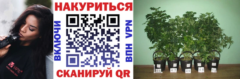 Бошки марихуана индика  наркотики  Волчанск 